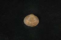 藏品(臺灣蜆)的圖片